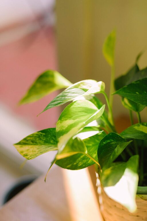 Essential Tips for Keeping Your Houseplants Healthy and Vibrant
